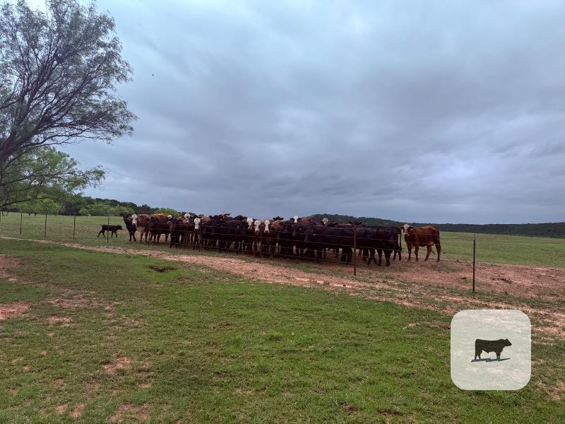 Cattle Range Listing Photo