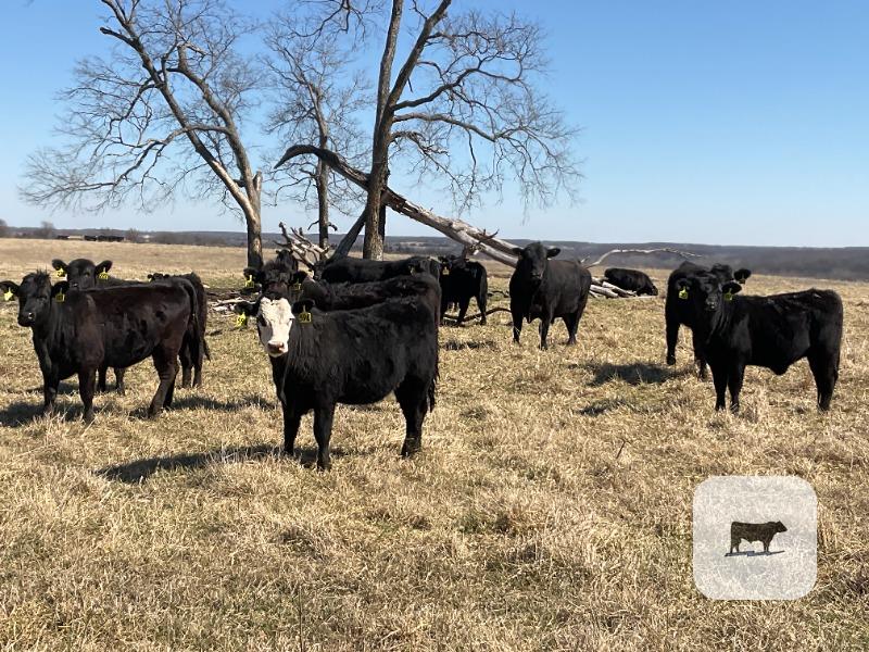 Cattle Range Listing Photo