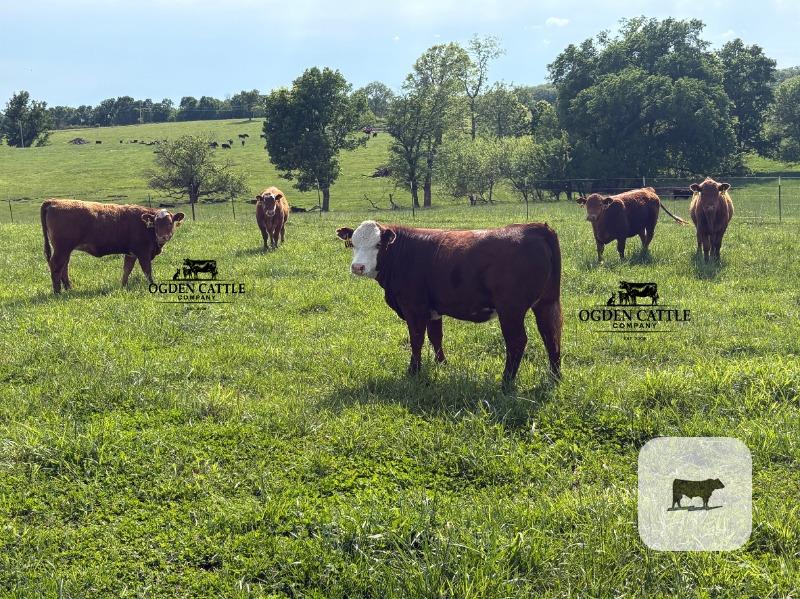 Cattle Range Listing Photo