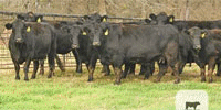 45 Angus & 'BWF' Cows... Central TX