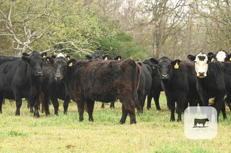 Cattle Range Listing Photo