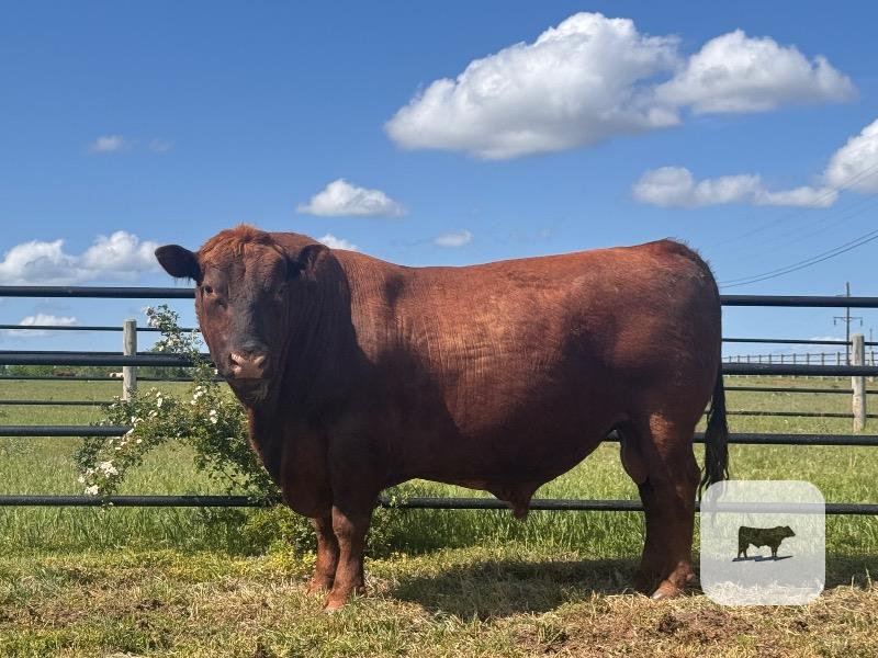 Cattle Range Listing Photo