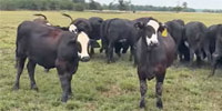 100 Angus Plus & Super Baldy Bred Heifers... Northeast TX