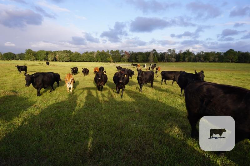 Cattle Range Listing Photo 2