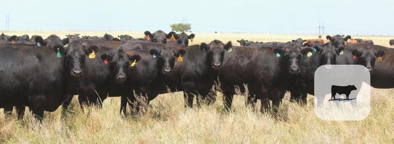 Cattle Range Listing Photo