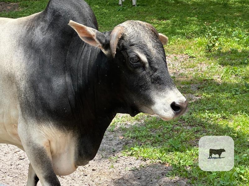 Cattle Range Listing Photo