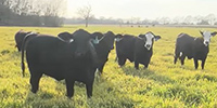 35 Brangus & Brangus Baldy Bred Heifers... Central TX