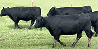 25 Angus Bred Heifers... Central OK