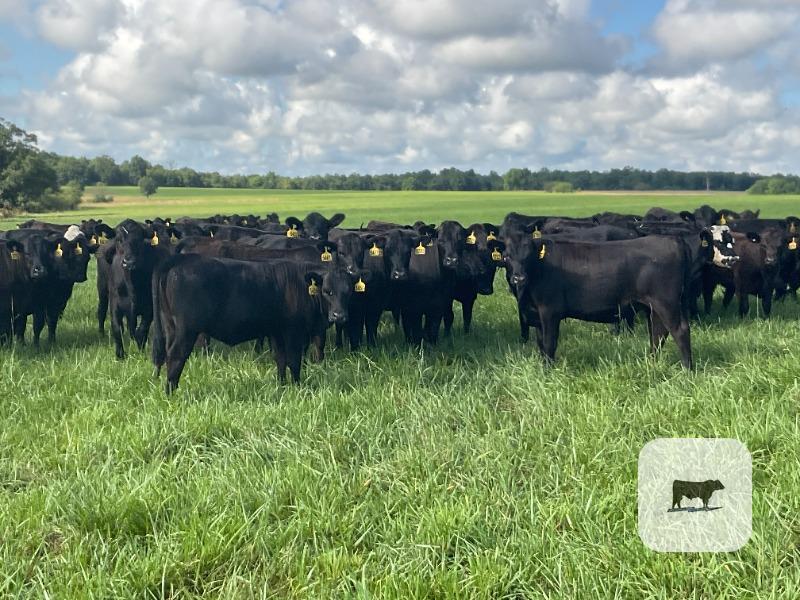 Cattle Range Listing Photo