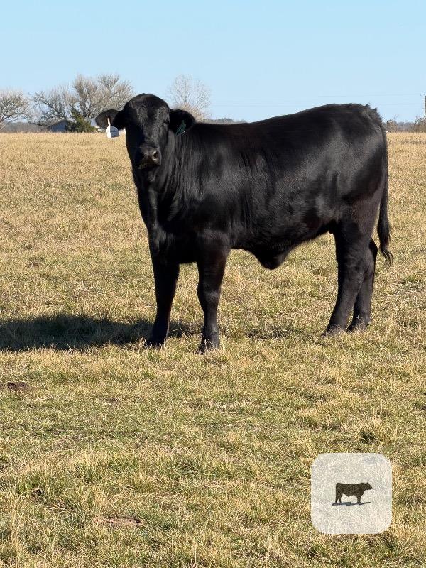 Cattle Range Listing Photo