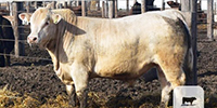 10 Reg. Charolais Bulls... S. Central WA