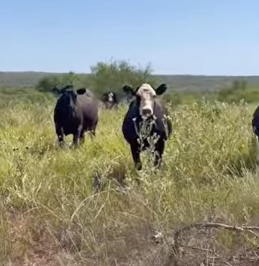 Cattle Range Listing Photo