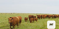 13 Red Angus Cows... North TX