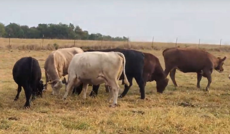 Cattle Range Listing Photo