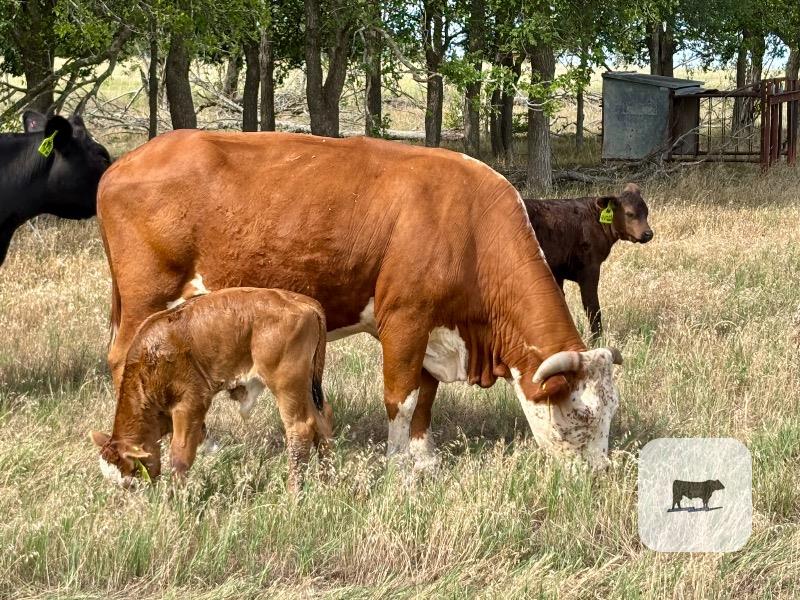 Cattle Range Listing Photo