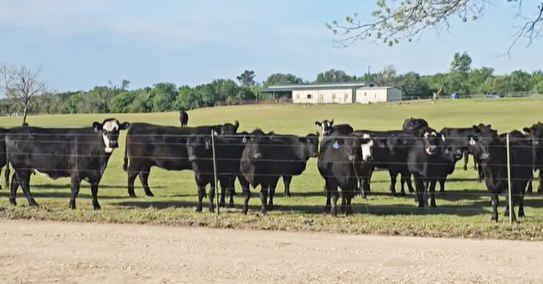 Cattle Range Listing Photo