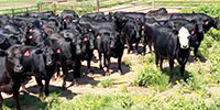 50 Angus Bred Heifers... Central OK