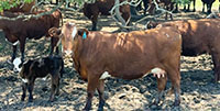 53 Santa Gertrudis/Hereford Pairs... S. Central TX