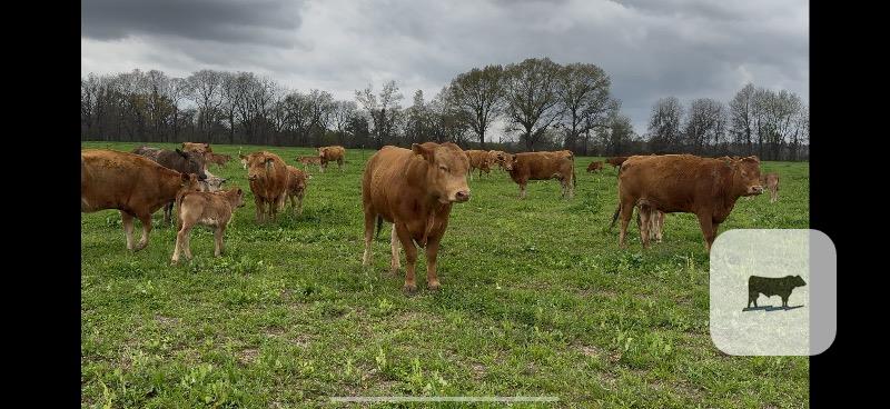 Cattle Range Listing Photo