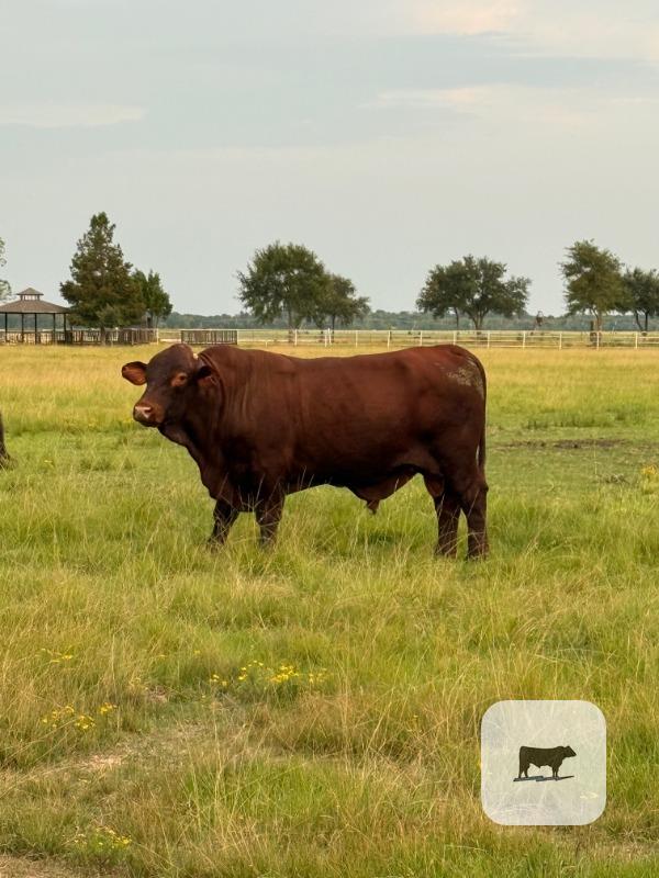 Cattle Range Listing Photo