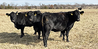 42 Angus & BWF Cows... Southwest MO