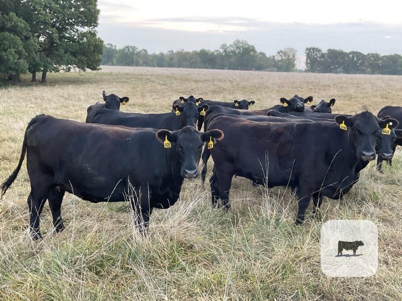 Cattle Range Listing Photo
