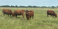16 Red Angus Bred Heifers... N. Central TX