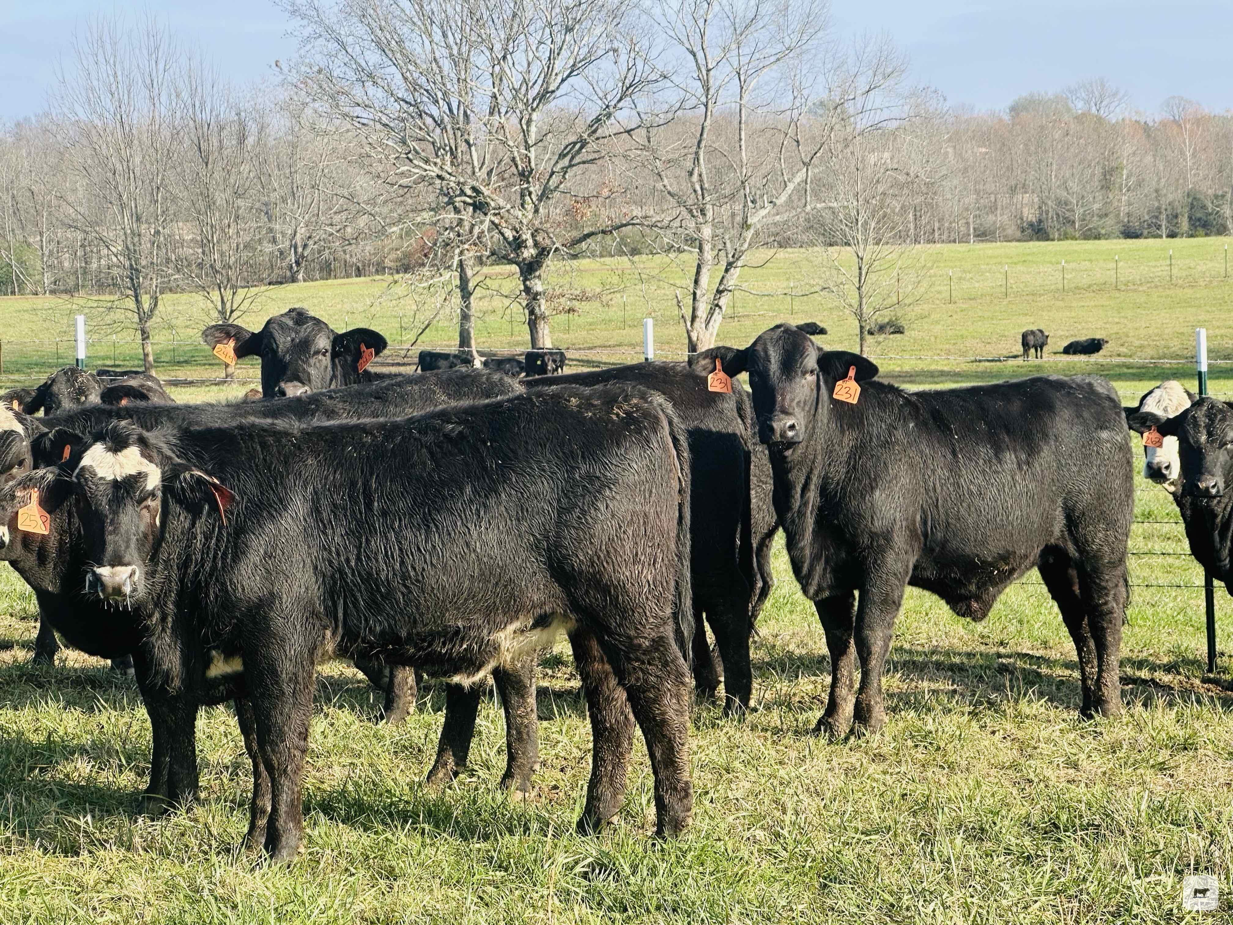 Cattle Range Listing Photo