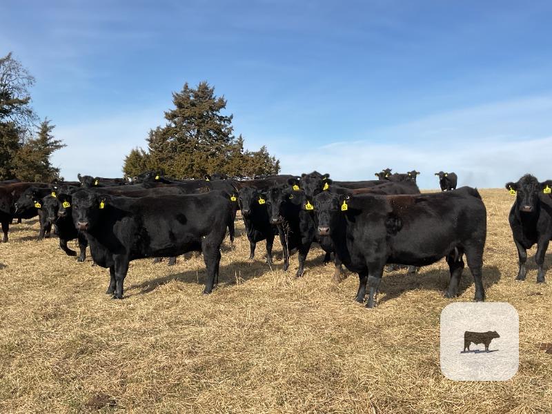 Cattle Range Listing Photo