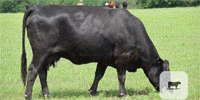 90 Angus & Angus Cross Cows... E. Central OK