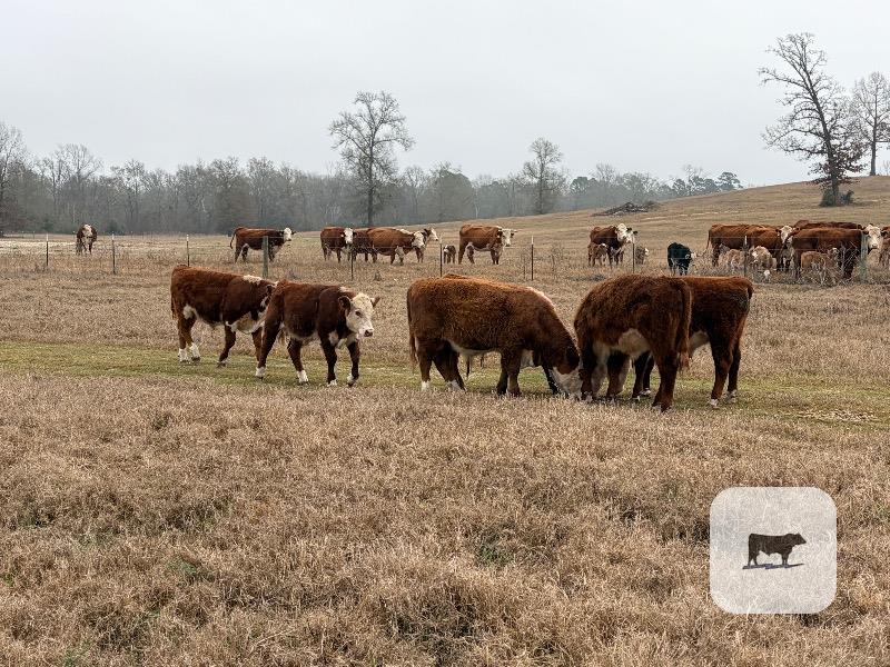 Cattle Range Listing Photo