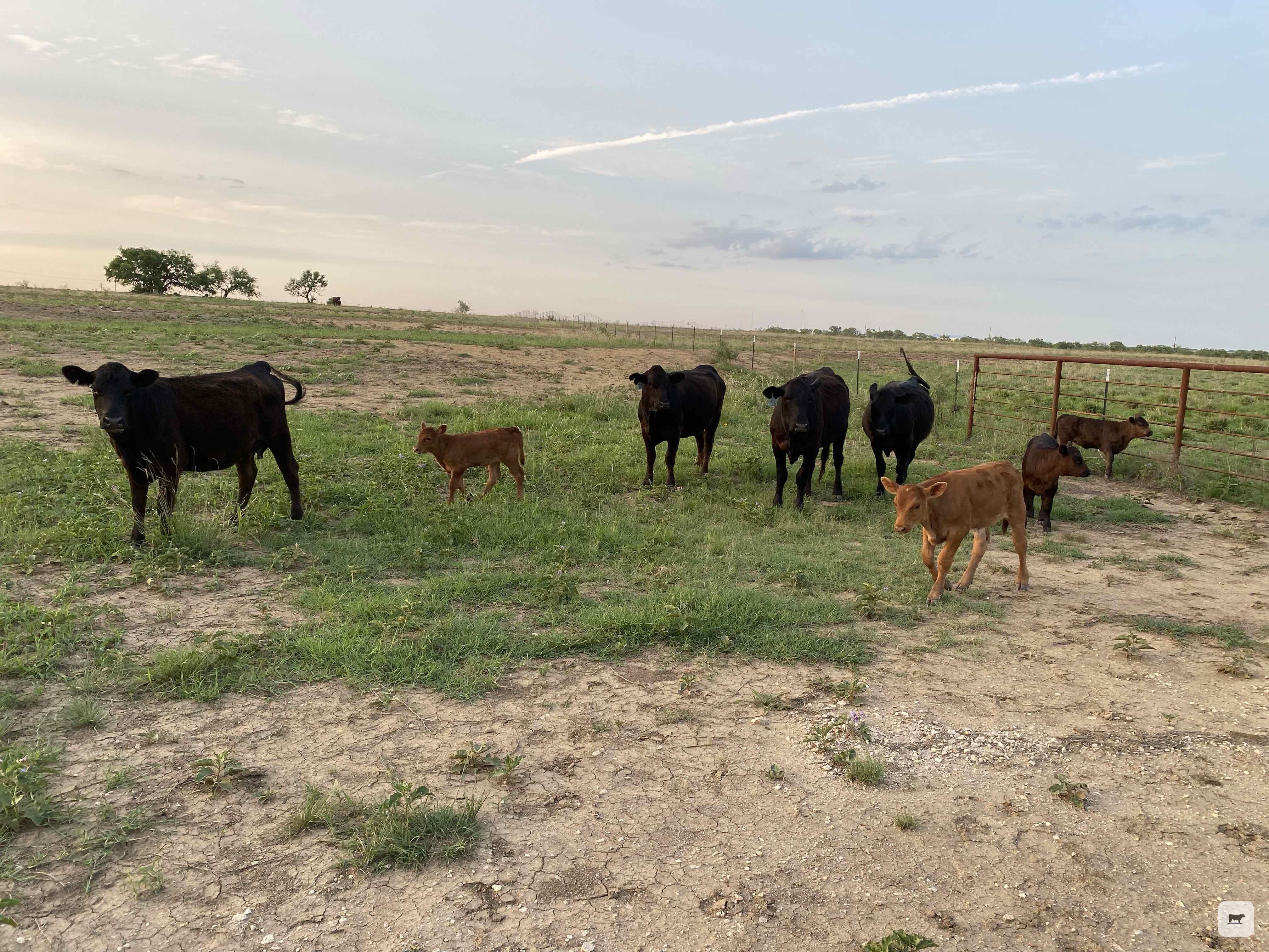 Cattle Range Listing Photo