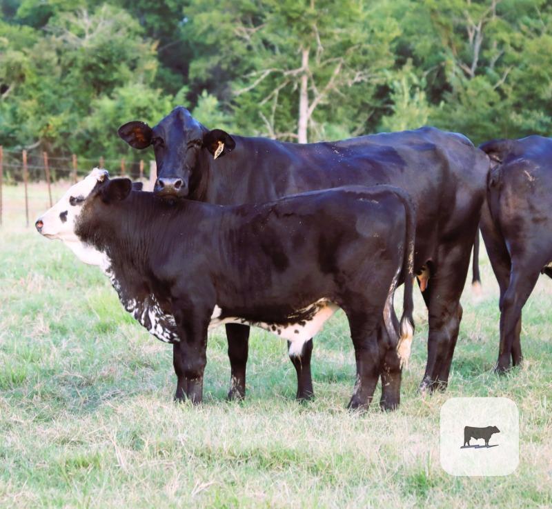 Cattle Range Listing Photo