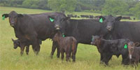 11 Angus Plus 1st-Calf Pairs... Central TX