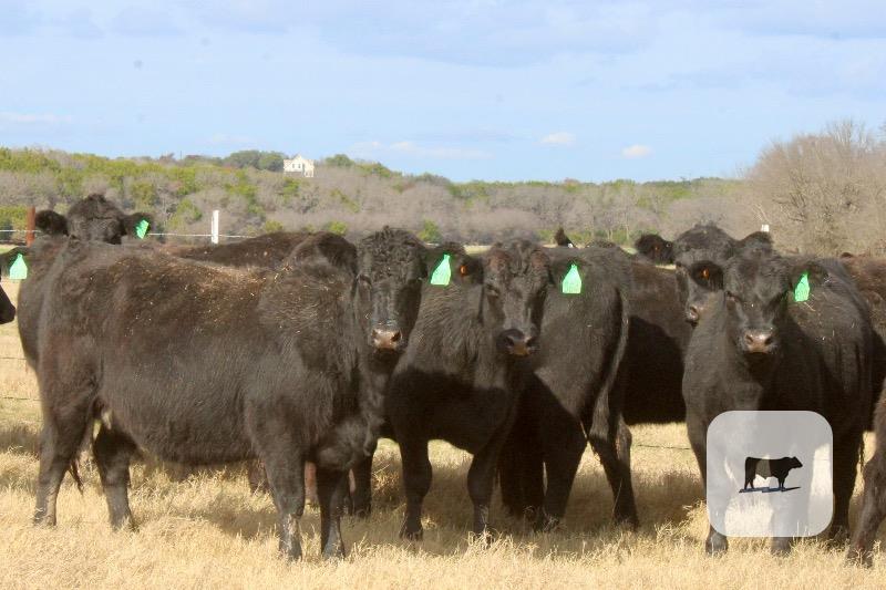 Cattle Range Listing Photo