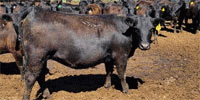650 Angus Bred Heifers... Southwest MT ~ FD