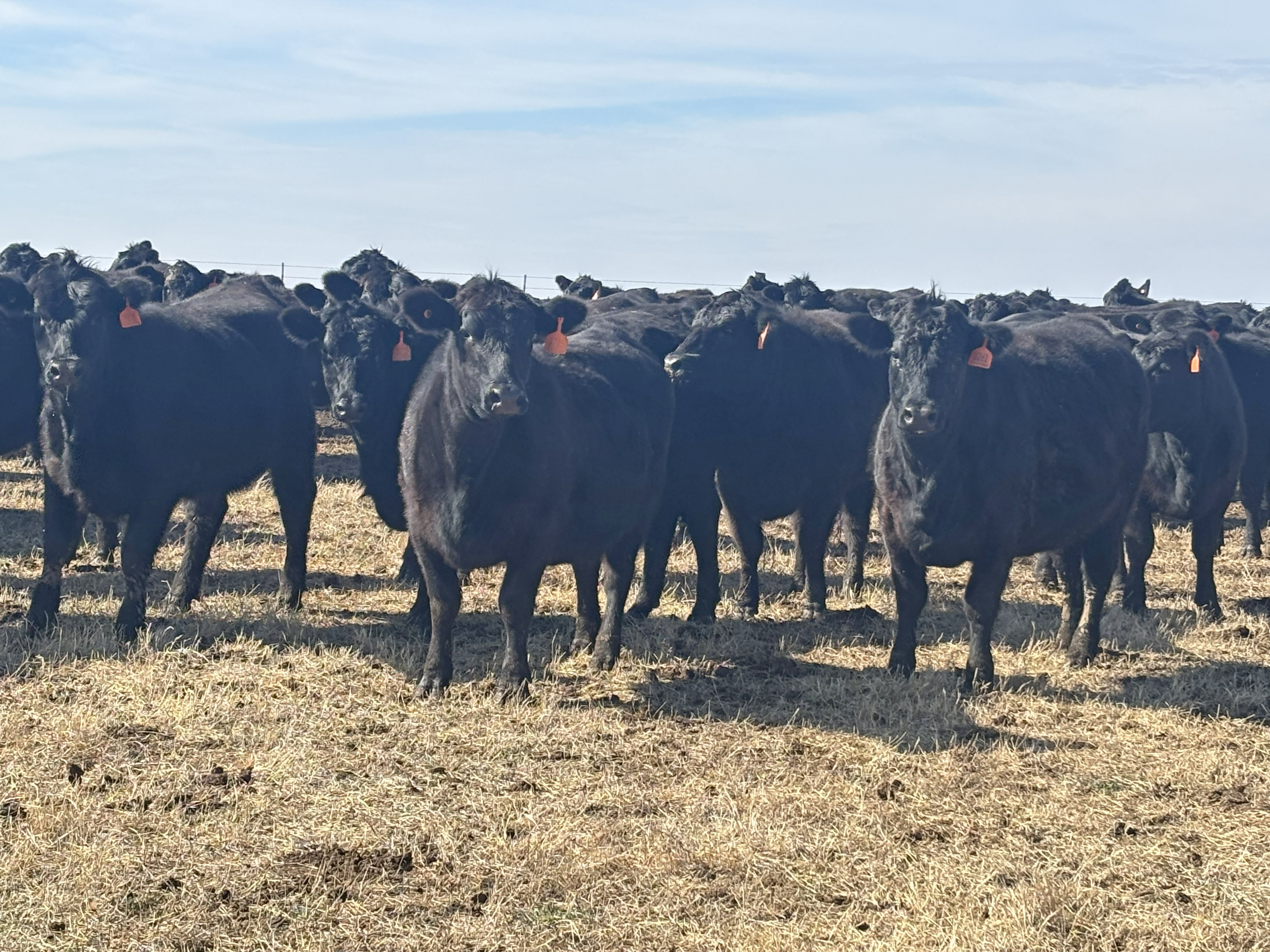 Cattle Range Listing Photo