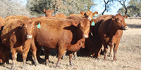 10 Red Angus Bred Heifers... Central TX