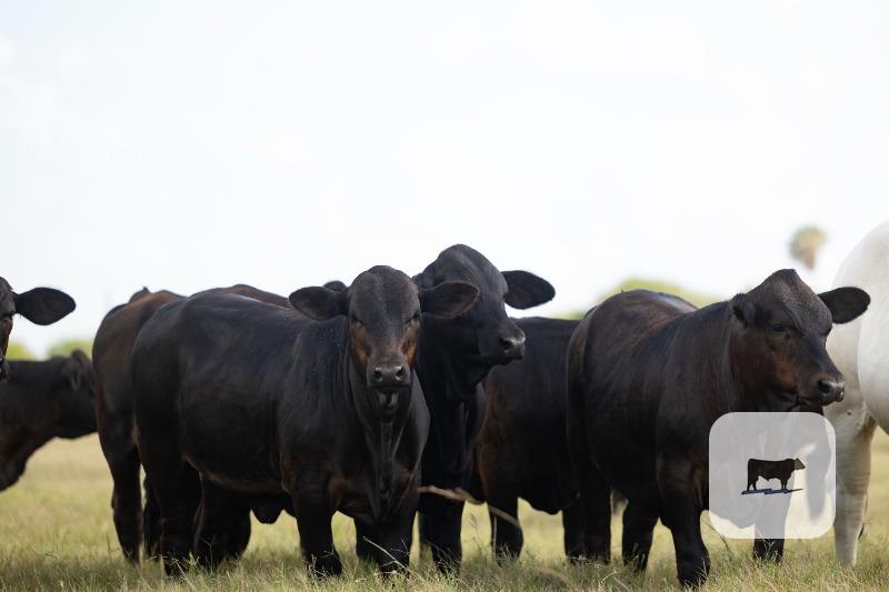 Cattle Range Listing Photo