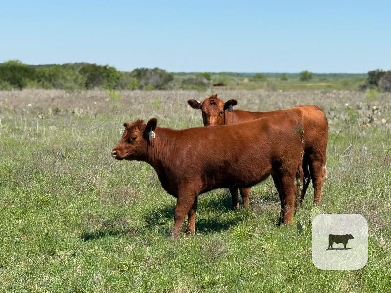 Cattle Range Listing Photo