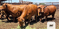 10 Beefmaster Cows... Central TX