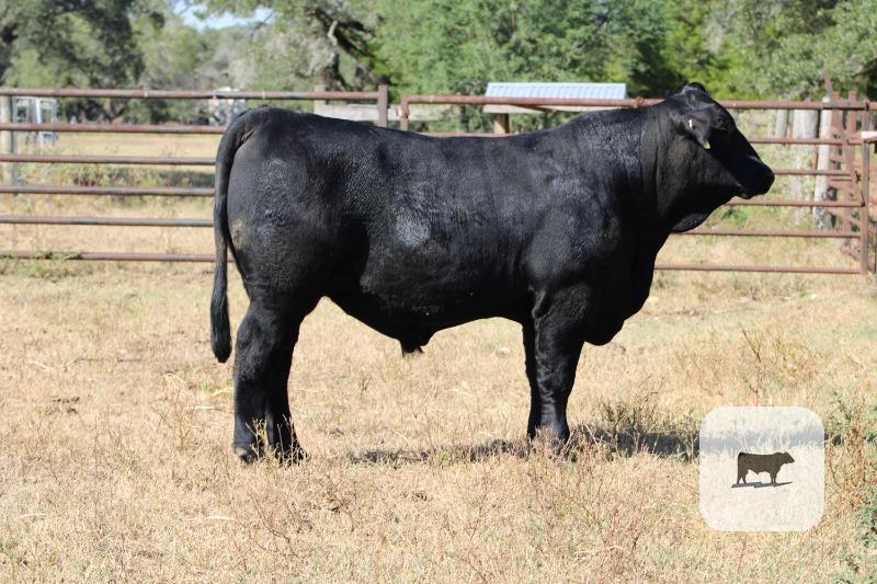 Cattle Range Listing Photo 5