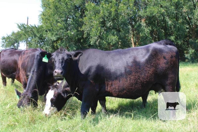 Cattle Range Listing Photo