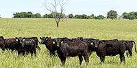 75 Angus & 'BWF' Rep. Heifers... Southwest MO