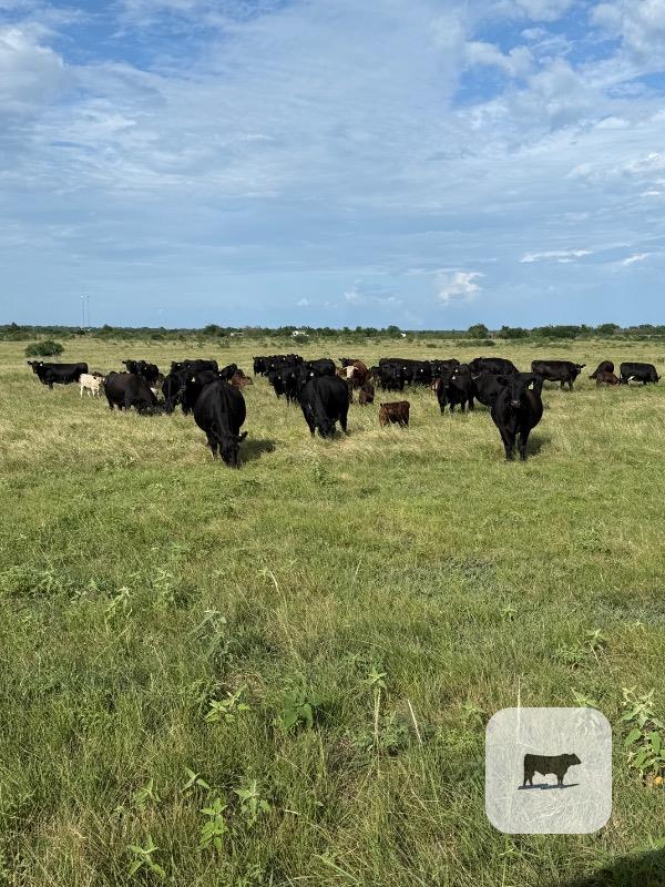 Cattle Range Listing Photo