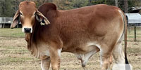 2 Reg. Brahman Bulls... East TX (1)