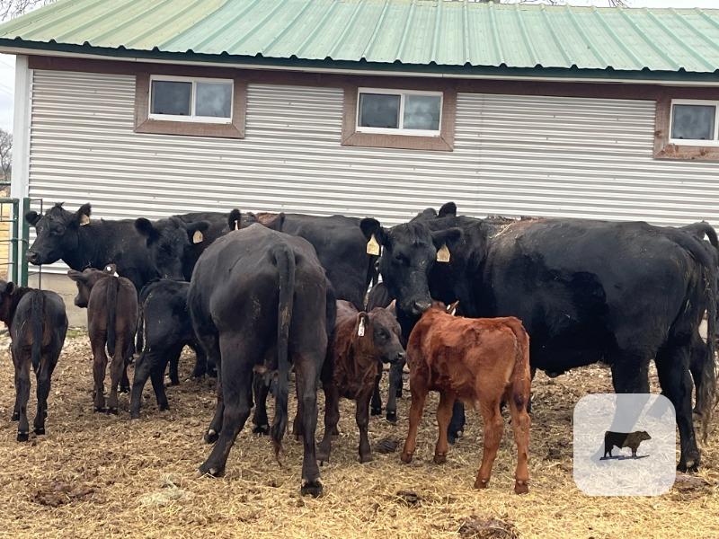 Cattle Range Listing Photo