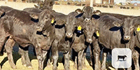 20 F1 Brangus & Brangus Cross Rep. Heifers... Central TX