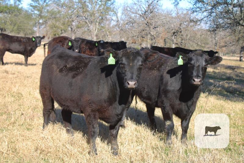 Cattle Range Listing Photo