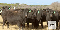 15 Angus Bred Heifers... Central TX (1)